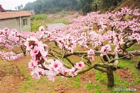 桃树风水|院子里种桃树好吗